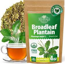 Attēlu rezultāti vaicājumam “Plantago media leaf”