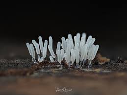 Attēlu rezultāti vaicājumam “Stemonitopsis typhina var. similis macro”