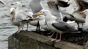 Attēlu rezultāti vaicājumam “Larus marinus”