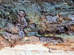 Attēlu rezultāti vaicājumam “Stemonaria irregularis young”