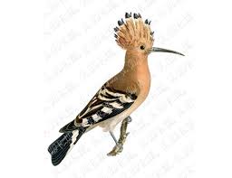 Attēlu rezultāti vaicājumam “Upupa epops”