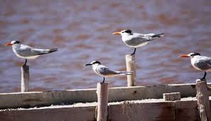 Image result for Sterna acuflavida