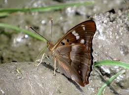 Attēlu rezultāti vaicājumam “Apatura ilia male”