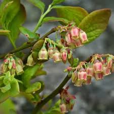 Attēlu rezultāti vaicājumam “Vaccinium vitis-idaea bud”
