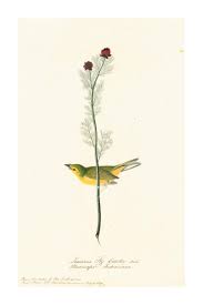 Image result for Wilsonia citrina