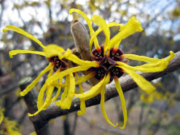 Attēlu rezultāti vaicājumam “Hamamelis mollis flower”
