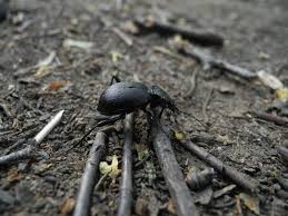 Attēlu rezultāti vaicājumam “Cychrus caraboides”