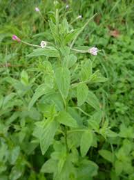 Attēlu rezultāti vaicājumam “Epilobium roseum”