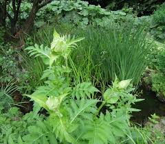 Attēlu rezultāti vaicājumam “Cirsium oleraceum”