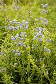 Attēlu rezultāti vaicājumam “Dracocephalum ruyschiana fruit”