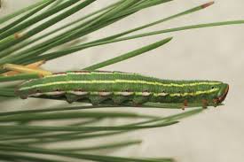 Attēlu rezultāti vaicājumam “Sphinx pinastri larva”