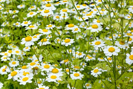 Image result for Tanacetum parthenium