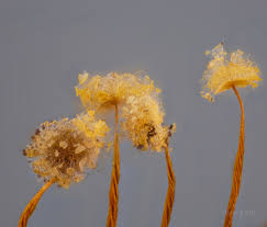 Attēlu rezultāti vaicājumam “Physarum murinum spores”