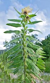 Attēlu rezultāti vaicājumam “Hyoscyamus niger”