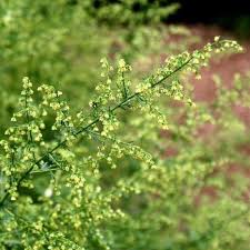 Image result for Artemisia annua