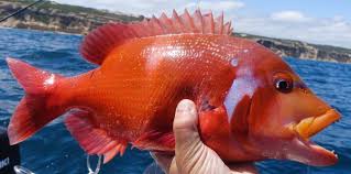 Image result for Chrysoblephus laticeps