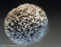 Attēlu rezultāti vaicājumam “Didymium nigripes”