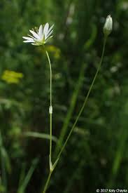 Attēlu rezultāti vaicājumam “Stellaria longifolia flower”