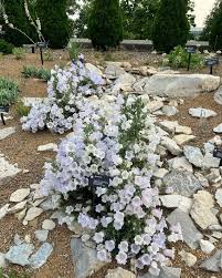 Image result for Campanula formanekiana