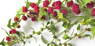 Attēlu rezultāti vaicājumam “Chenopodium foliosum fruit”