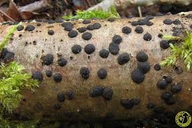 Attēlu rezultāti vaicājumam “Hypoxylon fuscum”