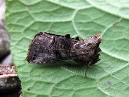 Attēlu rezultāti vaicājumam “Abrostola tripartita”