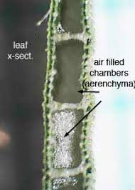 Attēlu rezultāti vaicājumam “Typha latifolia leaf”