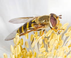 Attēlu rezultāti vaicājumam “Syrphus torvus”