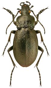 Attēlu rezultāti vaicājumam “Carabus nemoralis”