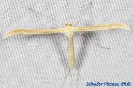 Attēlu rezultāti vaicājumam “Pterophoridae”