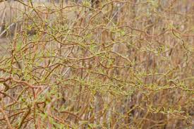 Attēlu rezultāti vaicājumam “Salix x sepulcralis”