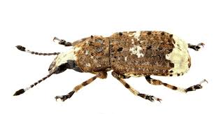 Attēlu rezultāti vaicājumam “Platystomos albinus”