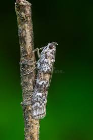 Attēlu rezultāti vaicājumam “Dioryctria abietella”