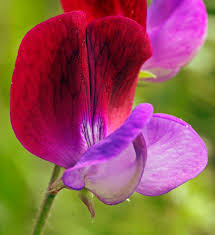 Image result for Lathyrus odoratus