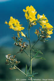 Attēlu rezultāti vaicājumam “Medicago sativa subsp. falcata fruit”