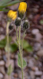 Attēlu rezultāti vaicājumam “Hieracium murorum bud”