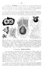Attēlu rezultāti vaicājumam “Riccia canaliculata”