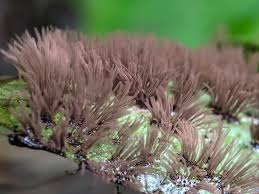 Attēlu rezultāti vaicājumam “Stemonitopsis hyperopta var. landewaldii macro”