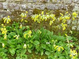 Image result for Primula veris