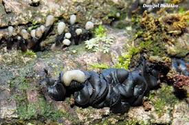 Attēlu rezultāti vaicājumam “Holwaya mucida”