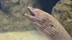 Image result for Muraena helena