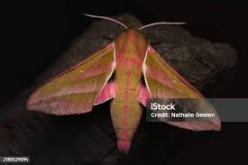 Attēlu rezultāti vaicājumam “Deilephila elpenor imago”