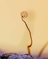 Attēlu rezultāti vaicājumam “Cribraria microcarpa spores”