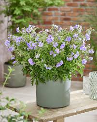 Image result for Geranium pratense