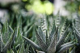 Attēlu rezultāti vaicājumam “Xanthorrhoeaceae”