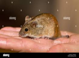 Attēlu rezultāti vaicājumam “Apodemus agrarius”