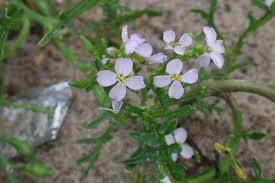 Attēlu rezultāti vaicājumam “Cakile maritima subsp. baltica flower”