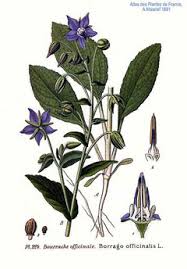 Attēlu rezultāti vaicājumam “Borago officinalis bud”