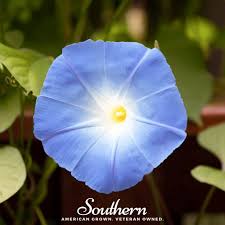 Image result for Ipomoea Heavenly Blue