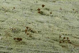 Attēlu rezultāti vaicājumam “Chaenotheca stemonea”